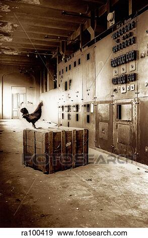 Stock Photo - Hen in warehouse. Fotosearch