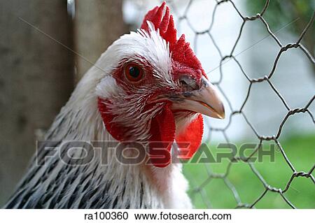 Stock Image - Hen's head. Fotosearch