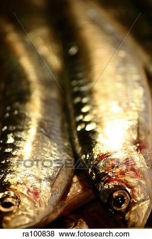 Herring View Large Photo Image Stock Photo - Herring. Fotosearch