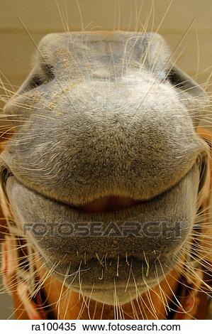 Horses snout View Large Photo Image Stock Photography - Horses snout. Fotosearch