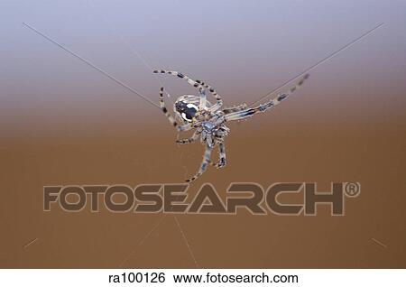 Insect spider View Large Photo Image Stock Photograph - Insect spider. Fotosearch