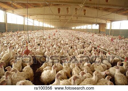 Intensive turkey farming View Large Photo Image Stock Photograph - Intensive turkey farming. Fotosearch