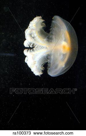 Jellyfish View Large Photo Image Stock Image - Jellyfish. Fotosearch