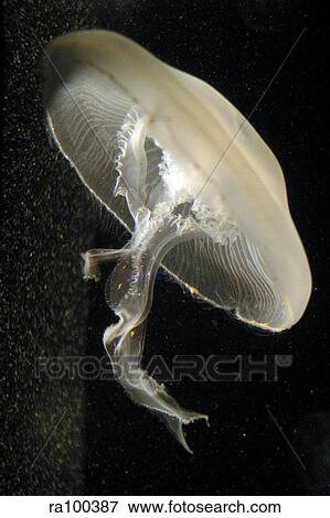 Jellyfish View Large Photo Image Stock Photo - Jellyfish. Fotosearch
