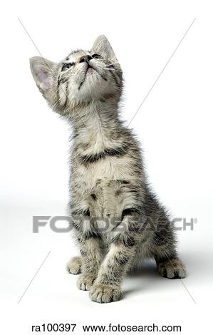 Stock Photo - Kitten. Fotosearch