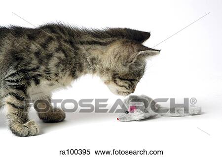 Stock Photography - Kitten with mouse. Fotosearch