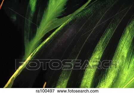 Leaf close up View Large Photo Image Stock Photo - Leaf close up. Fotosearch