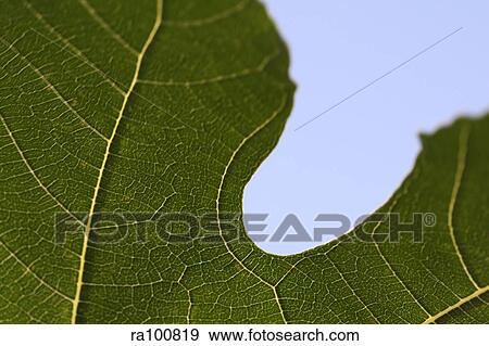 Leaf close up View Large Photo Image Stock Photo - Leaf close up. Fotosearch
