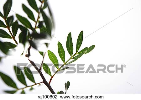 Leafy branch View Large Photo Image Stock Image - Leafy branch. Fotosearch
