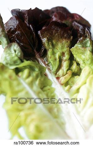 Stock Photograph - Lettuce up close. Fotosearch