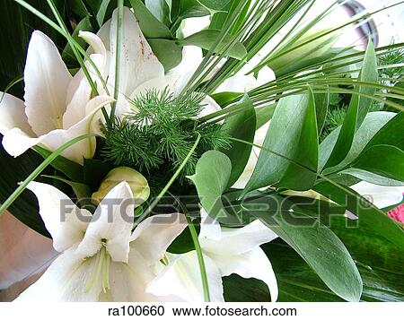 Lillies View Large Photo Image Stock Image - Lillies. Fotosearch