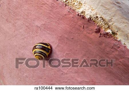 Picture - Lonesome snail. Fotosearch
