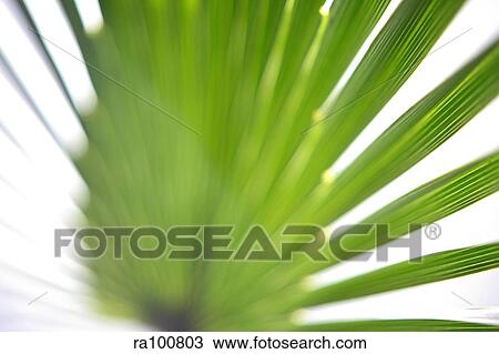 Stock Image - Palm leaf. Fotosearch