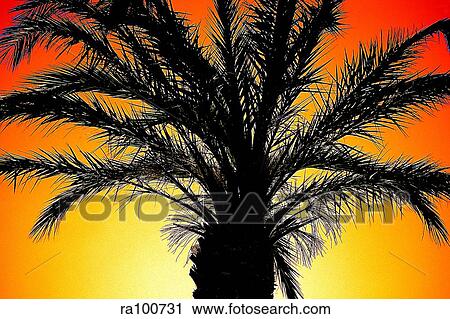 Stock Image - Palm tree in the evening. Fotosearch