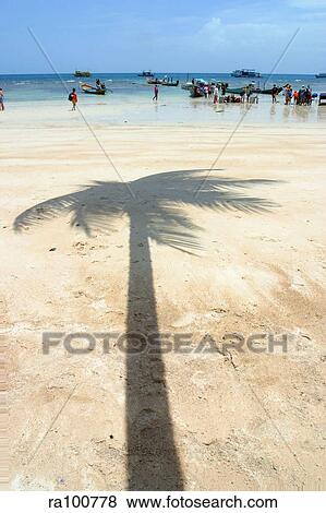 Palm tree shadow View Large Photo Image Stock Photo - Palm tree shadow. Fotosearch