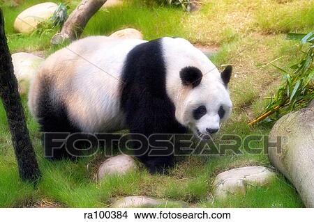 Panda in the wild View Large Photo Image Picture - Panda in the wild. Fotosearch
