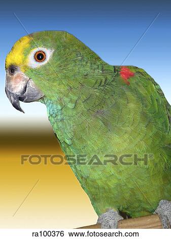 Parrot View Large Photo Image Stock Photograph - Parrot. Fotosearch