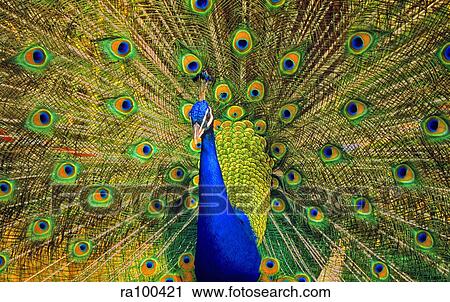Peacock plumes View Large Photo Image Stock Image - Peacock plumes. Fotosearch