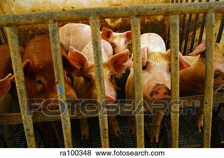 Stock Photo - Pigs feeding. Fotosearch