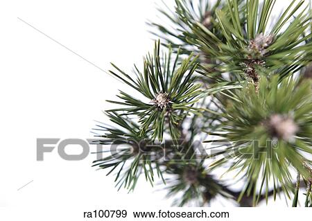 Stock Photo - PIne branch. Fotosearch