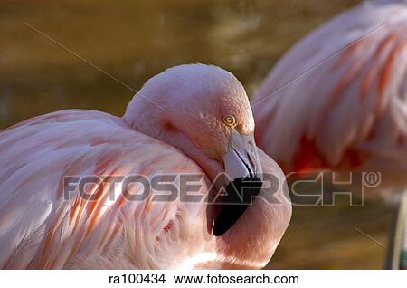 Picture - Pink flamingo. Fotosearch