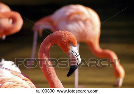 Pink flamingos View Large Photo Image Stock Image - Pink flamingos. Fotosearch