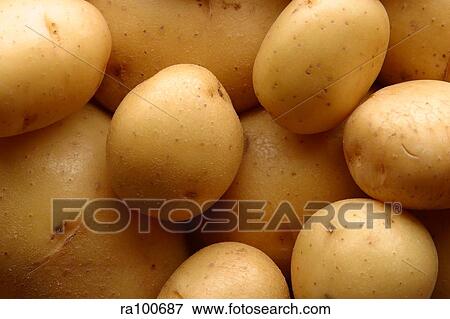 Potatoes new View Large Photo Image Stock Photo - Potatoes new. Fotosearch