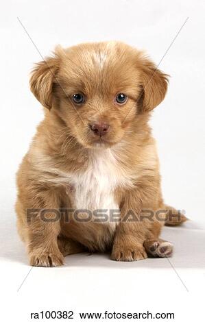 Puppy View Large Photo Image Stock Image - Puppy. Fotosearch
