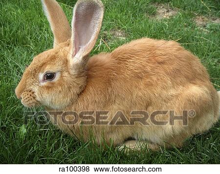 Stock Photo - Rabbit. Fotosearch