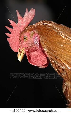 Red hen View Large Photo Image Stock Image - Red hen. Fotosearch