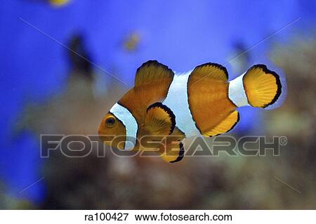 Sea life View Large Photo Image Stock Photo - Sea life. Fotosearch