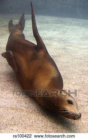 Seal View Large Photo Image Stock Image - Seal. Fotosearch