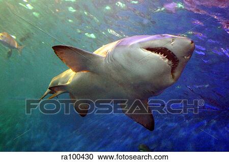 Shark View Large Photo Image Stock Image - Shark. Fotosearch