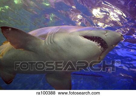 Shark View Large Photo Image Stock Photo - Shark. Fotosearch