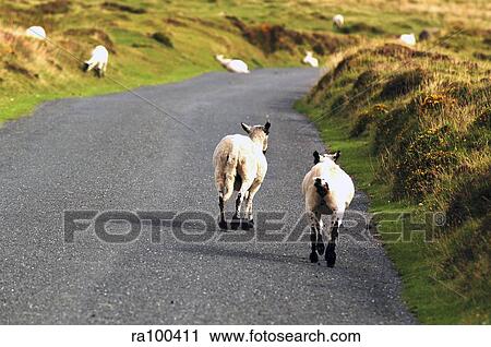 Sheep on the loose View Large Photo Image Stock Image - Sheep on the loose. Fotosearch