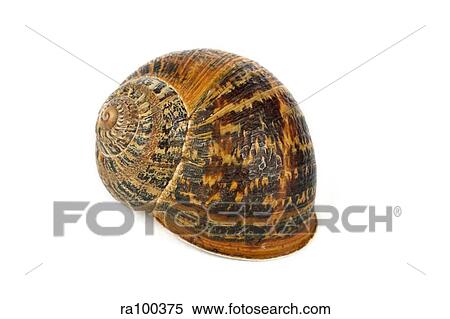 Snail shell View Large Photo Image Stock Photography - Snail shell. Fotosearch