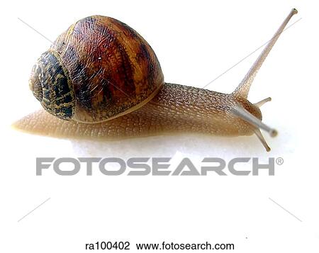 Stock Image - Snail. Fotosearch