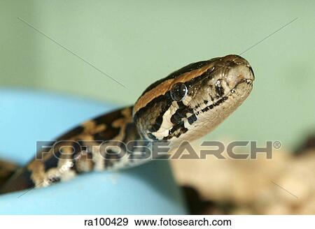 Stock Photo - Snake head. Fotosearch
