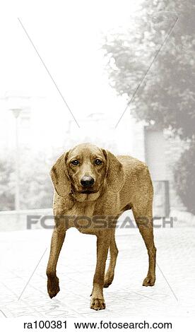 Street dog View Large Photo Image Stock Image - Street dog. Fotosearch