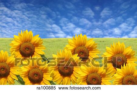 Sun flowers View Large Photo Image Stock Photography - Sun flowers. Fotosearch