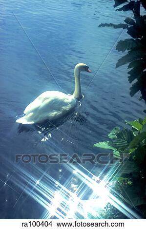 Swan View Large Photo Image Picture - Swan. Fotosearch