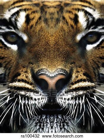 Stock Image - Tiger's face. Fotosearch