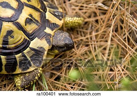 Tortoise View Large Photo Image Stock Image - Tortoise. Fotosearch