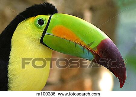 Toucan View Large Photo Image Stock Photograph - Toucan. Fotosearch