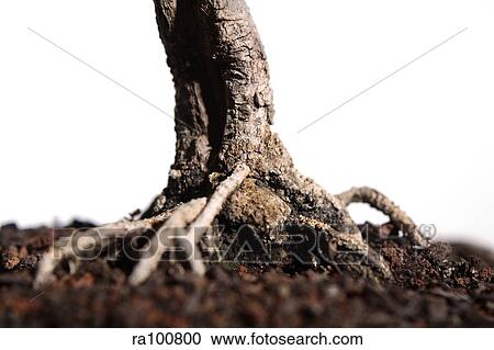 Tree roots View Large Photo Image Stock Image - Tree roots. Fotosearch