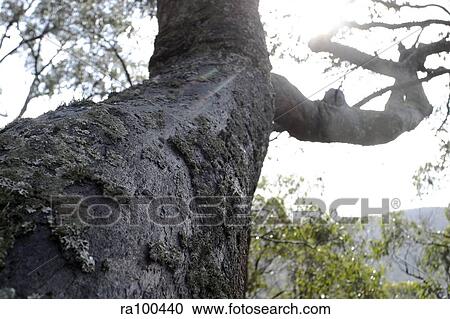 Tree View Large Photo Image Stock Image - Tree. Fotosearch