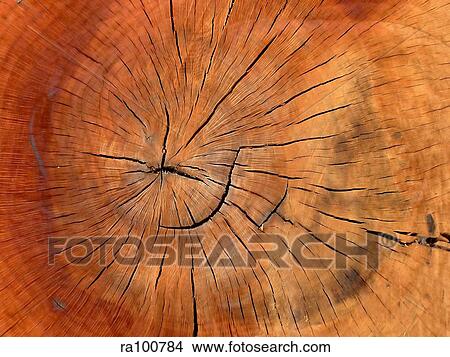 Tree trunk View Large Photo Image Picture - Tree trunk. Fotosearch