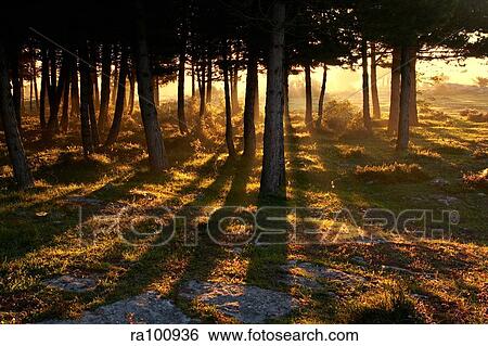 Tree with extended shadows View Large Photo Image Stock Photograph - Tree with extended shadows. Fotosearch