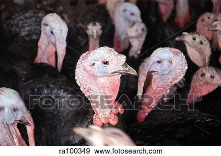 Turkeys View Large Photo Image Stock Photo - Turkeys. Fotosearch
