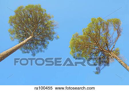Stock Photography - Two tree tops. Fotosearch